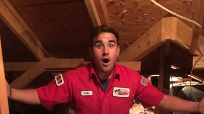 Colt In An Attic Photo